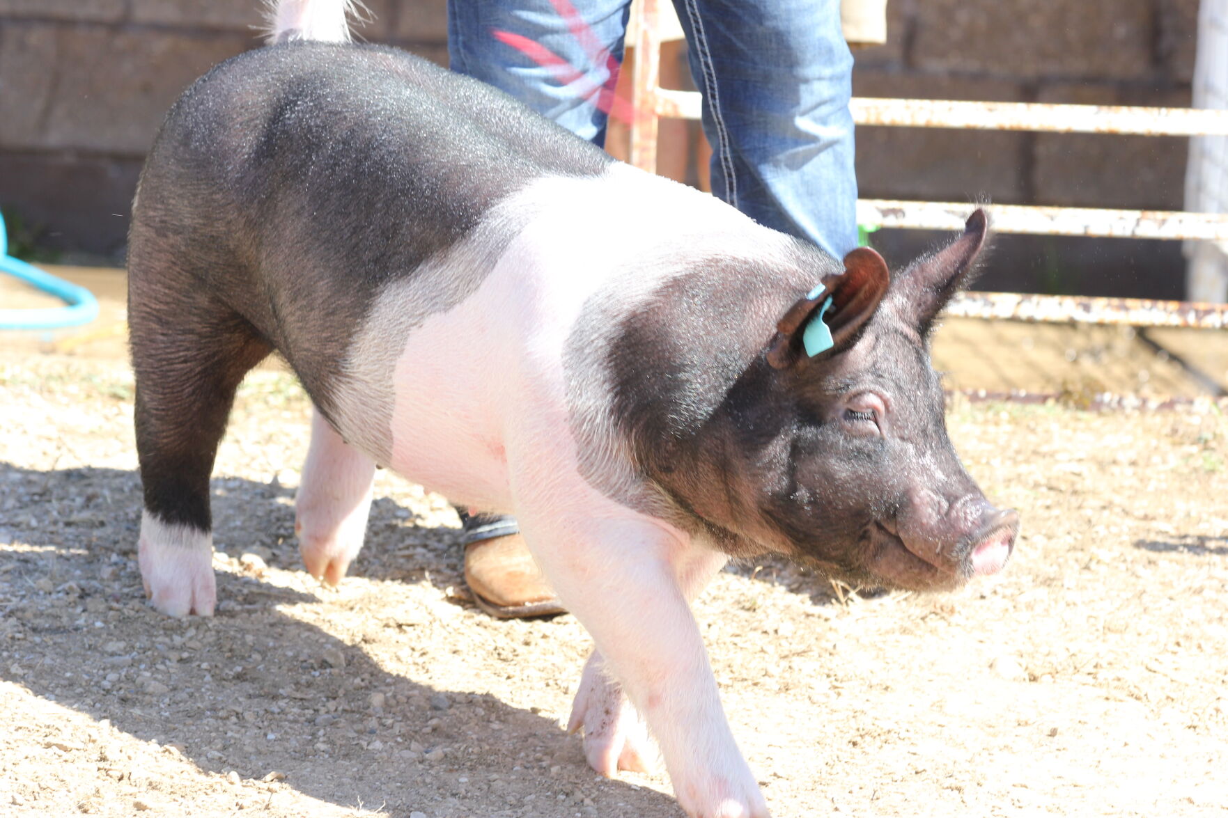 Hog.JPG